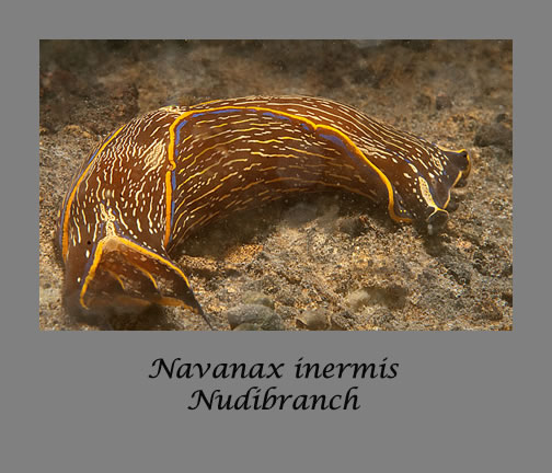 navanax inermis